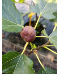 Bio Feigenbaum BT Hernals