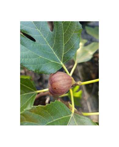 Bio Feigenbaum BT Hernals