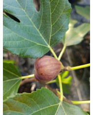 Bio Feigenbaum BT Hernals