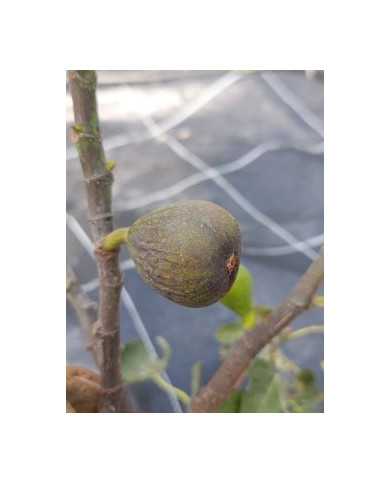 biofeigenbaumbtlaradek