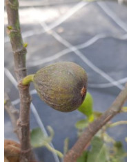 biofeigenbaumbtlaradek