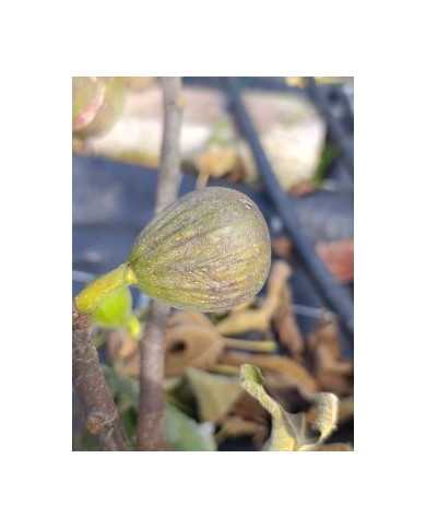 Bio Feigenbaum BT Laradek (*)