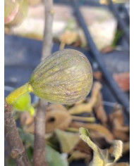 Bio Feigenbaum BT Laradek (*)