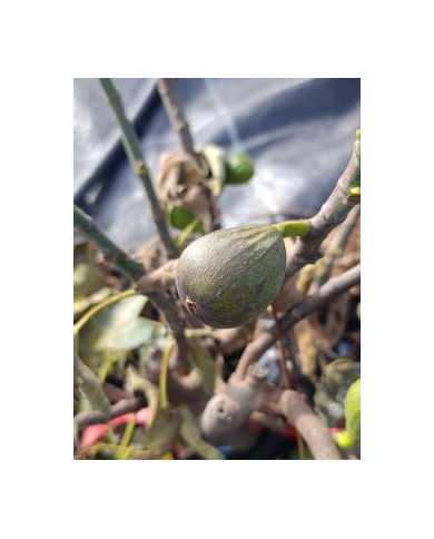 Bio Feigenbaum BT Laradek (*)