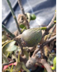 Bio Feigenbaum BT Laradek (*)