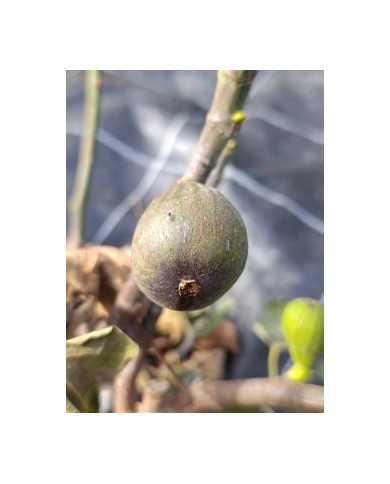 Bio Feigenbaum BT Laradek (*)