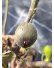 Bio Feigenbaum BT Laradek (*)