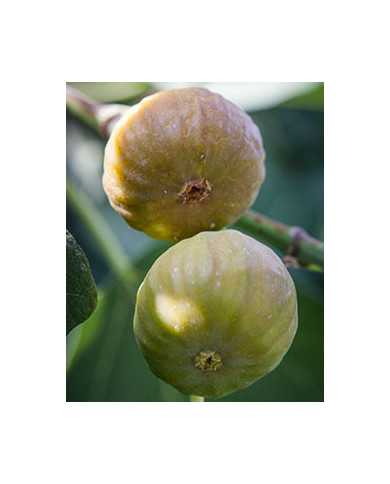 Bio Feigenbaum BT Morena