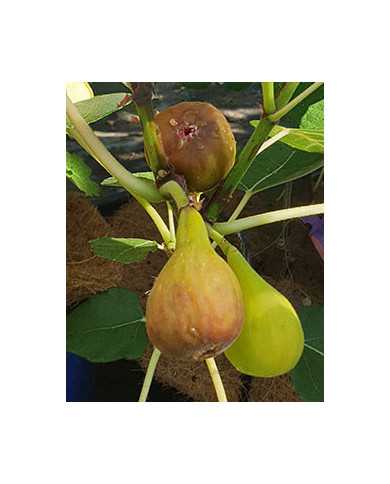 Bio Feigenbaum BT Morena