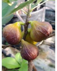 Bio Feigenbaum BT Morena