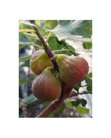 Bio Feigenbaum BT Morena