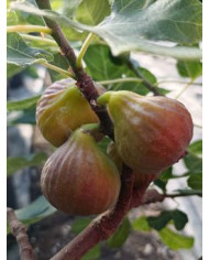 Bio Feigenbaum BT Morena