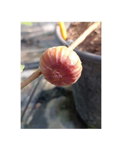 Bio Feigenbaum BT Morena