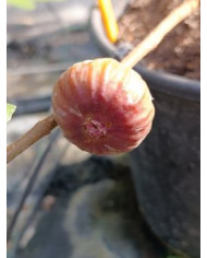 Bio Feigenbaum BT Morena