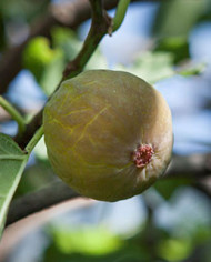 biofeigenbaumbtschawerda