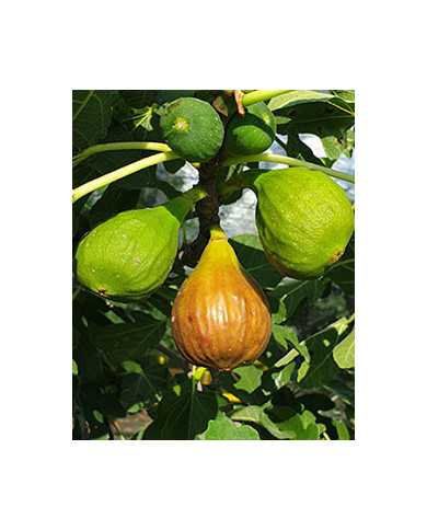 biofeigenbaumbtsteirerfeige