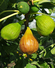 biofeigenbaumbtsteirerfeige