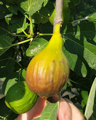 Bio Feigenbaum BT Steirerfeige