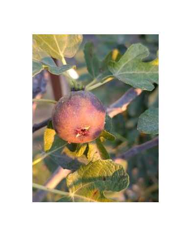 Bio Feigenbaum BT Steirerfeige