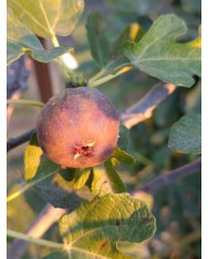 Bio Feigenbaum BT Steirerfeige