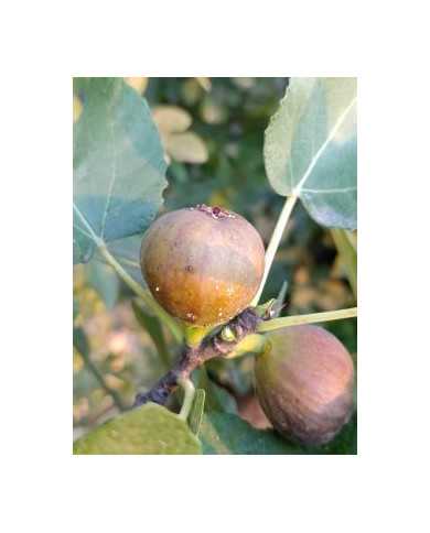 Bio Feigenbaum BT Steirerfeige