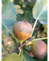 Bio Feigenbaum BT Steirerfeige