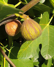 Bio Feigenbaum BT Vorarlberger