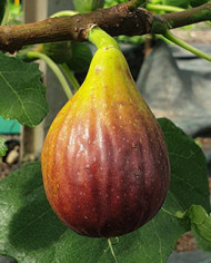 biofeigenbaumbüchlisfund biofeigenbaumbüchlisfund