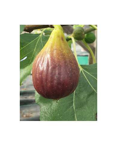 Bio Feigenbaum Büchlis Fund (*) Bio Feigenbaum Büchlis Fund (*)