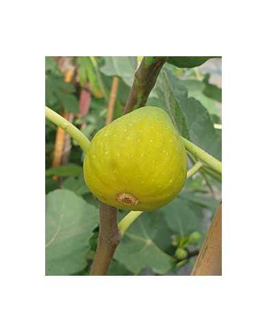 Bio Feigenbaum Buda Hegy (*)