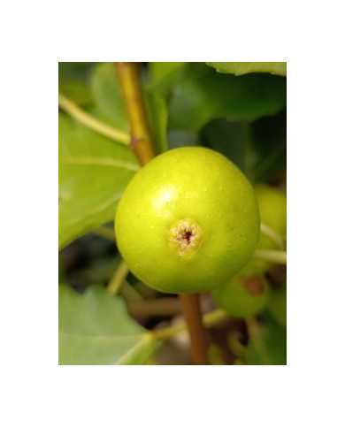 Bio Feigenbaum Cajun Gold (**) Bio Feigenbaum Cajun Gold (**)