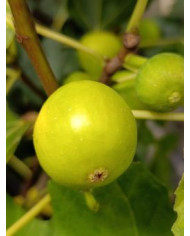 Bio Feigenbaum Cajun Gold (**) Bio Feigenbaum Cajun Gold (**)