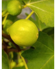 Bio Feigenbaum Cajun Gold (**) Bio Feigenbaum Cajun Gold (**)