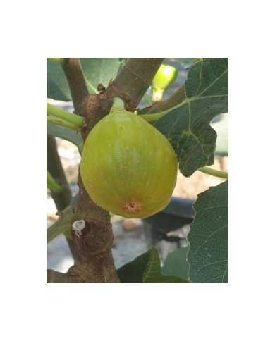 biofeigenbaumcampaniere biofeigenbaumcampaniere