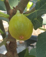 biofeigenbaumcampaniere