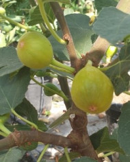 Bio Feigenbaum Campaniere (*) Bio Feigenbaum Campaniere (*)