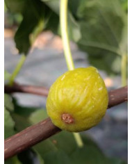 Bio Feigenbaum Campaniere (*) Bio Feigenbaum Campaniere (*)