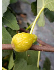 Bio Feigenbaum Campaniere (*) Bio Feigenbaum Campaniere (*)