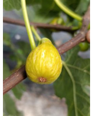 Bio Feigenbaum Campaniere (*) Bio Feigenbaum Campaniere (*)