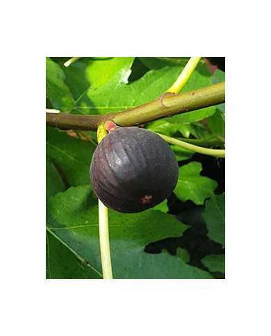 Bio Feigenbaum Castel Franc (**)