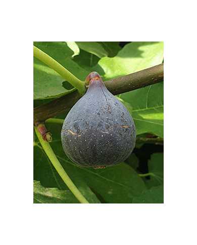 Bio Feigenbaum Castel Franc (**)