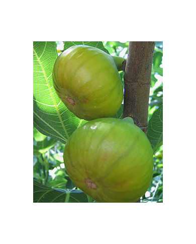 biofeigenbaumcastlekennedy