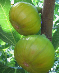 biofeigenbaumcastlekennedy biofeigenbaumcastlekennedy