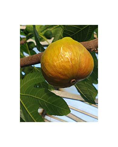 Bio Feigenbaum Castle Kennedy (*)