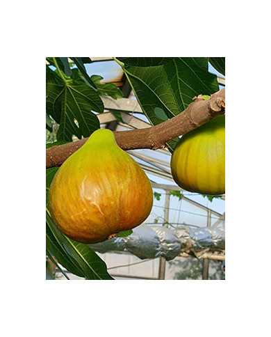 Bio Feigenbaum Castle Kennedy (*) Bio Feigenbaum Castle Kennedy (*)