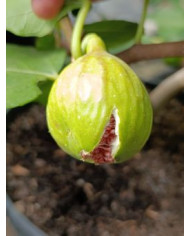 biofeigenbaumcavaliere biofeigenbaumcavaliere