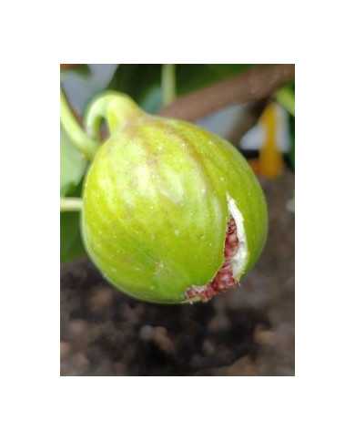 Bio Feigenbaum Cavaliere (*)