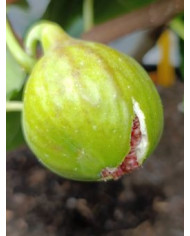 Bio Feigenbaum Cavaliere (*)