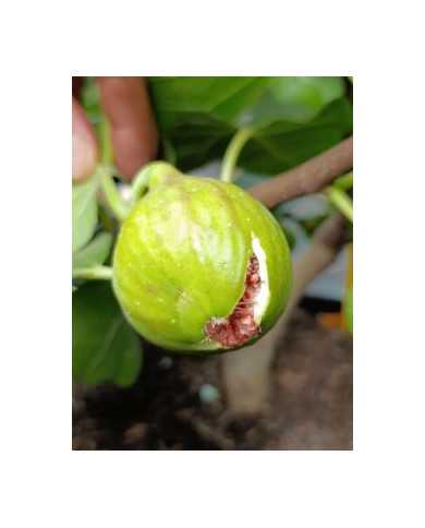 Bio Feigenbaum Cavaliere (*)