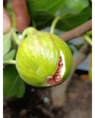 Bio Feigenbaum Cavaliere (*)